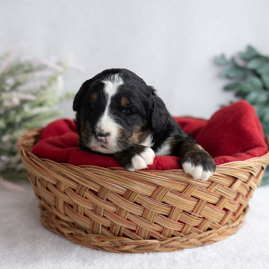 Standard Bernedoodle puppy for sale