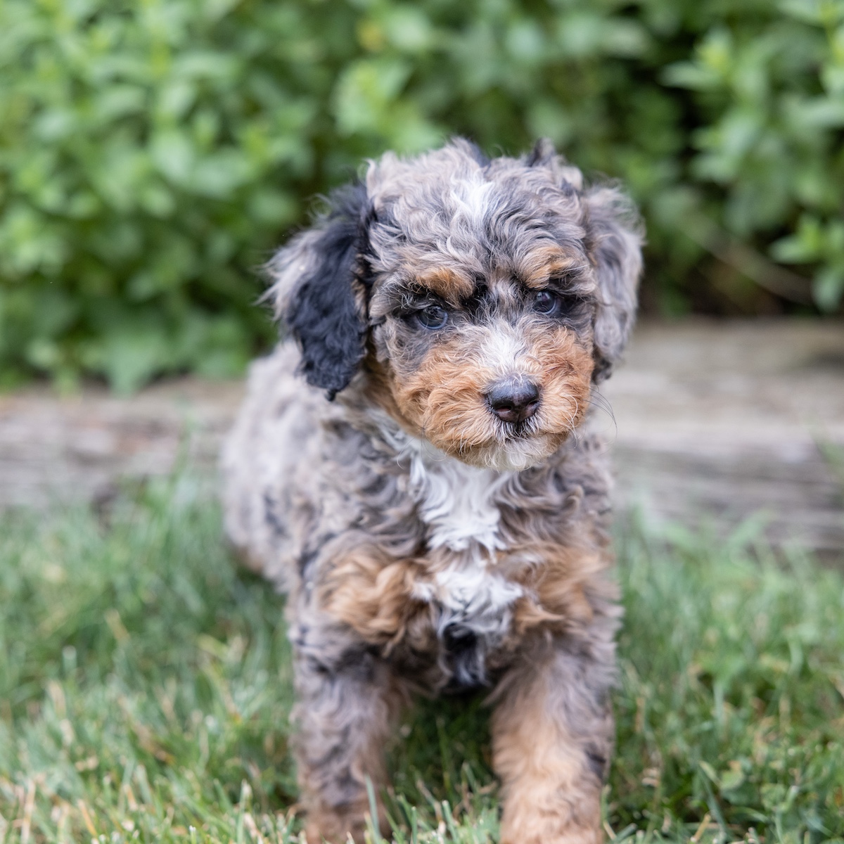 bernedoodle puppies lancaster pa and near md