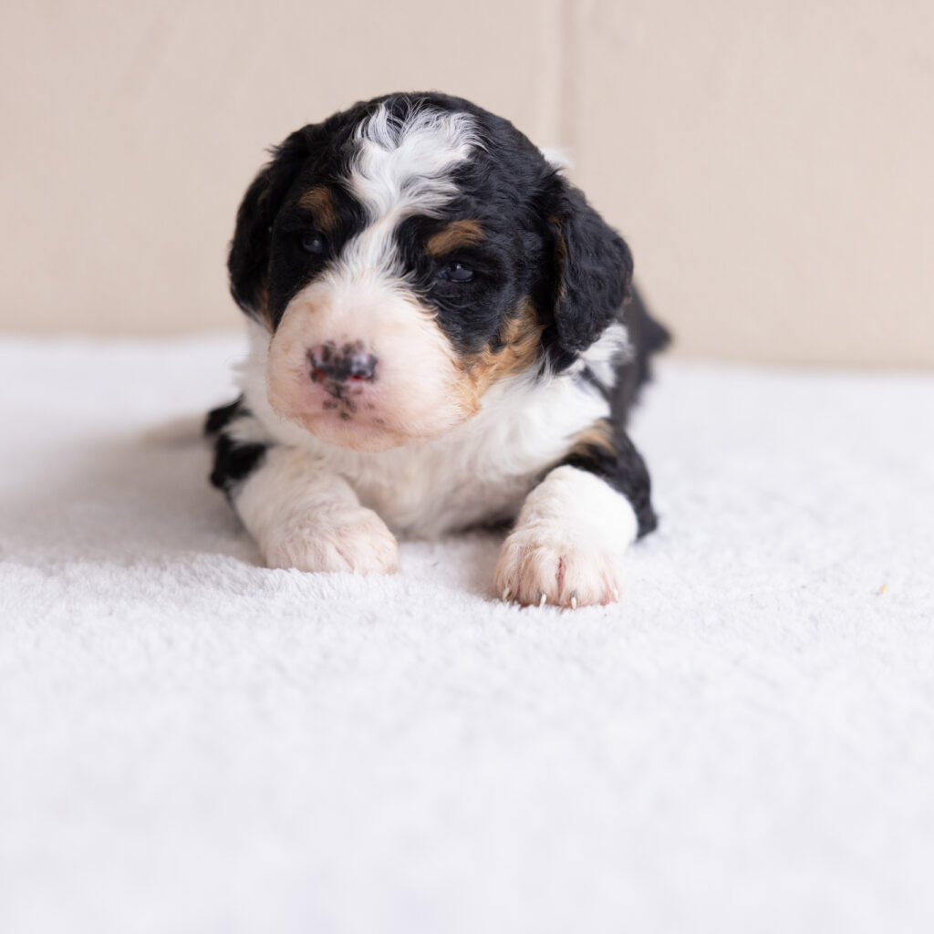 bernedoodle puppies near philly
