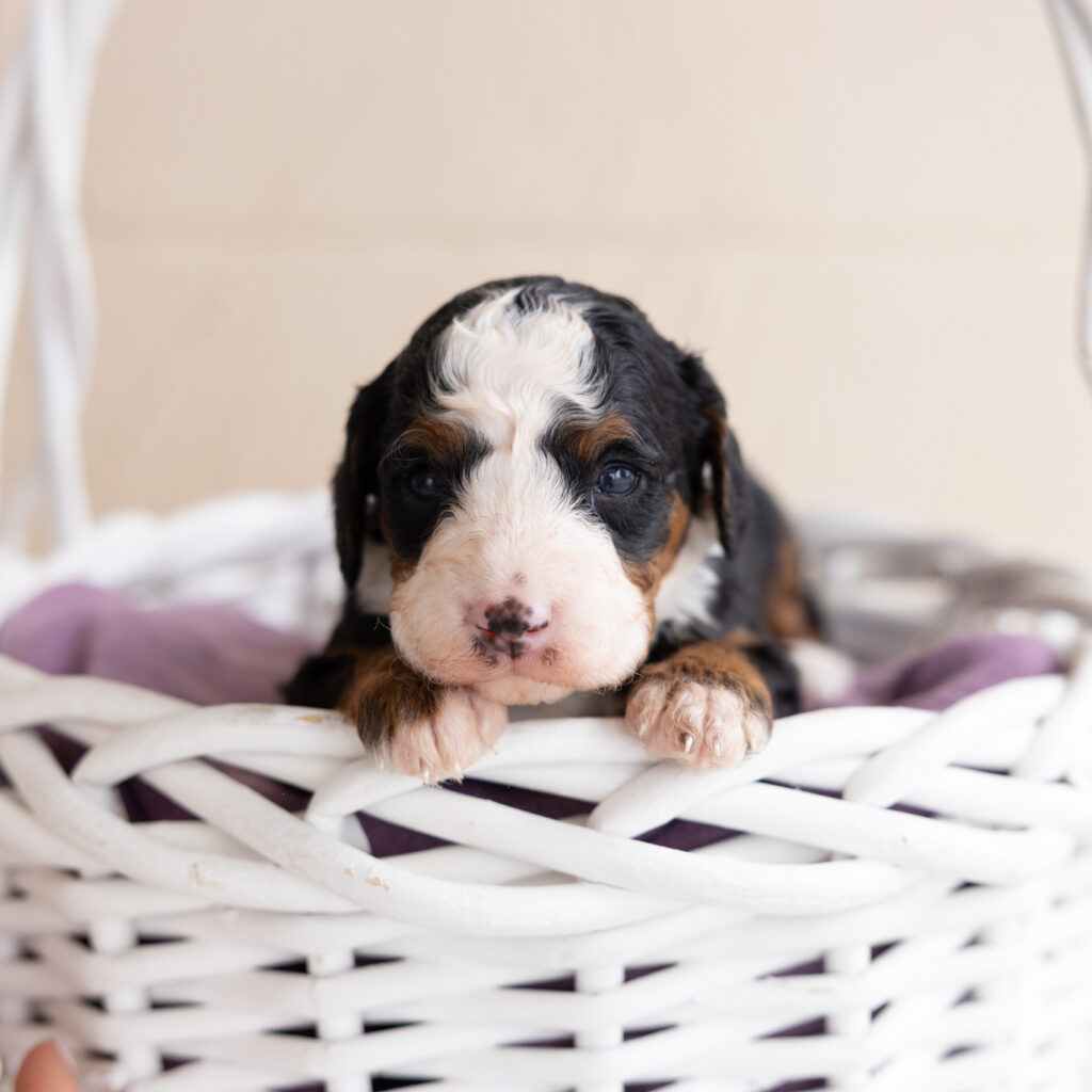 black tri bernedoodle puppy for sale pa