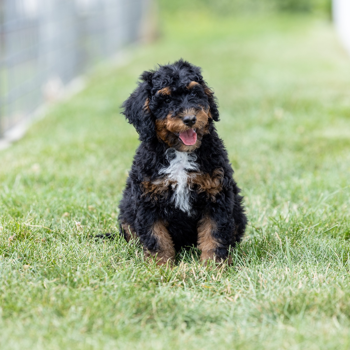 cute Mini Bernedoodle puppy for sale near Lancaster PA