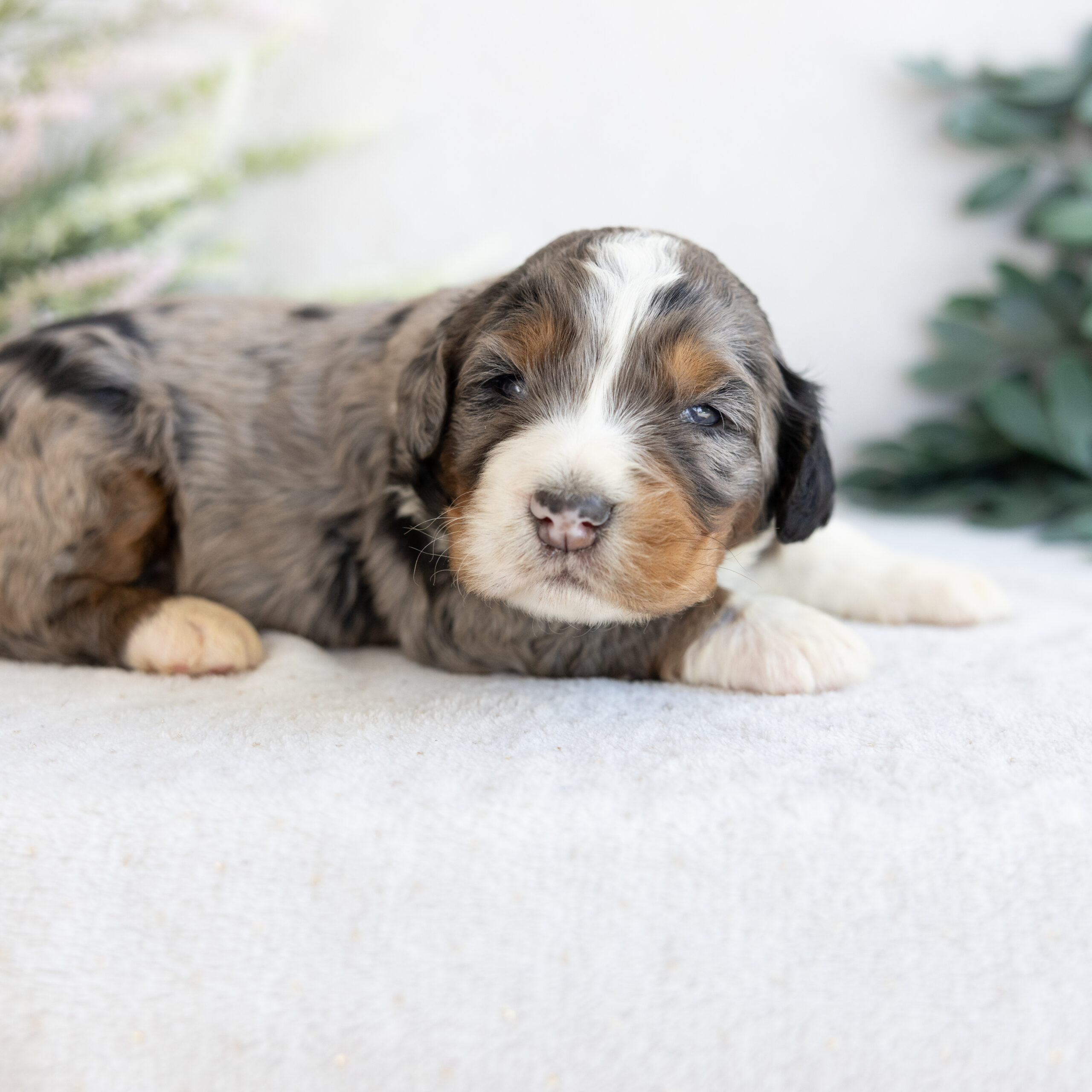 merle F1 Standard Bernedoodle puppy for sale lancaster pa