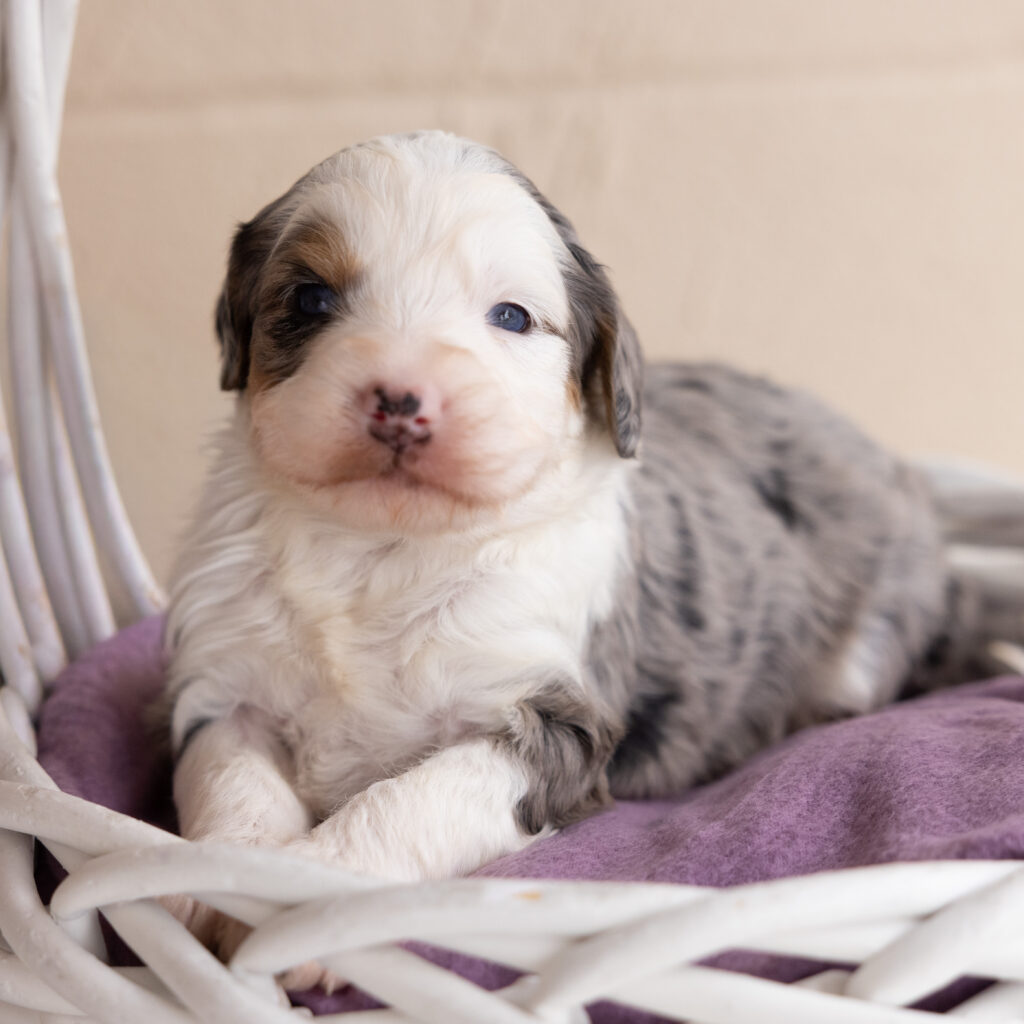 merle Medium Bernedoodle for sale
