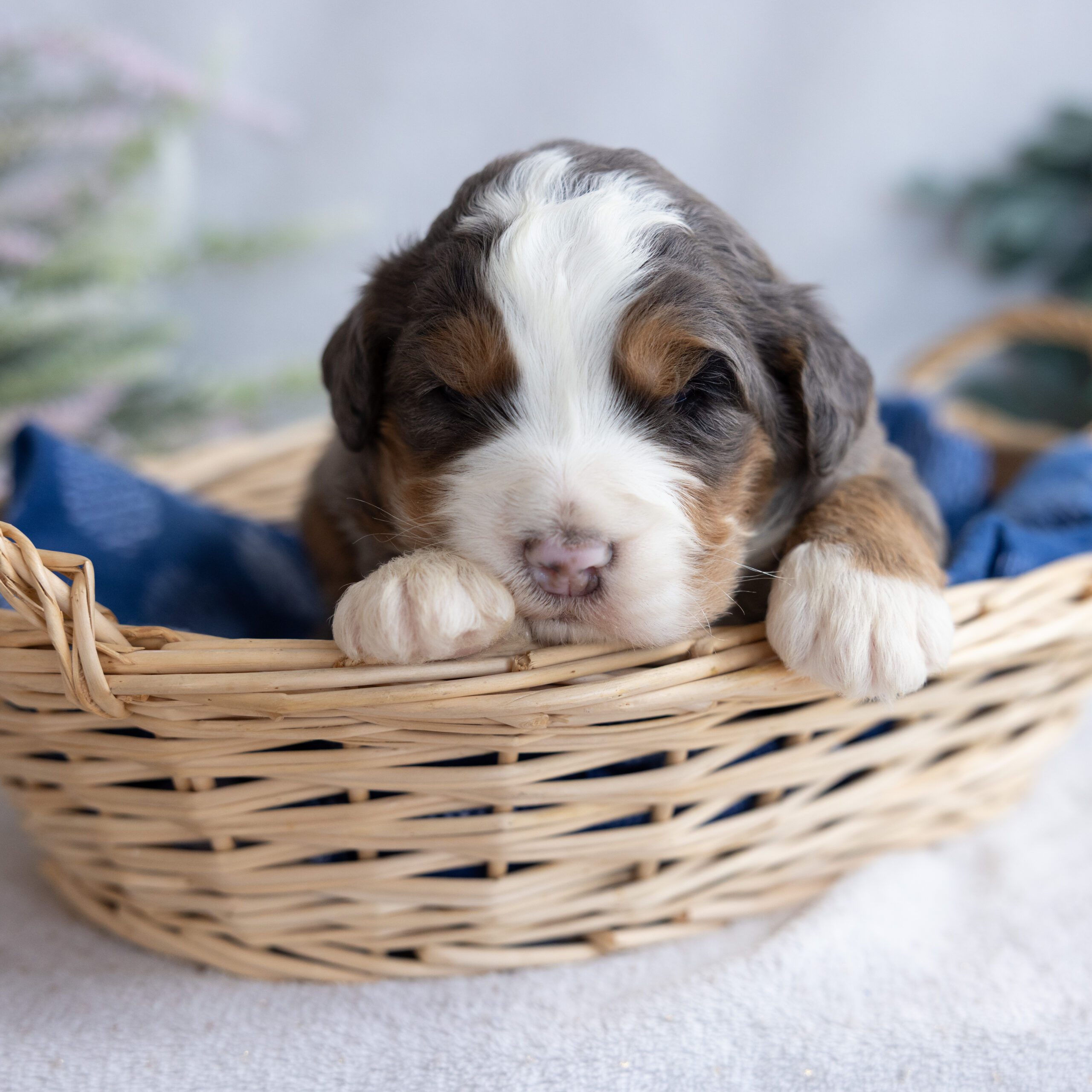 merle Standard Bernedoodle puppy
