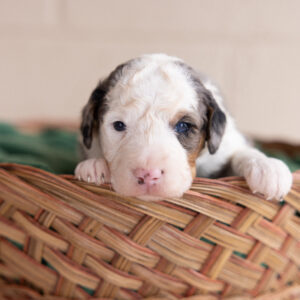 Winston