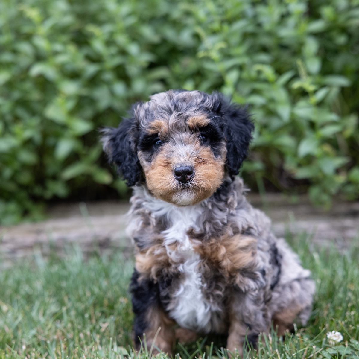 mini bernedoodle puppies in pa