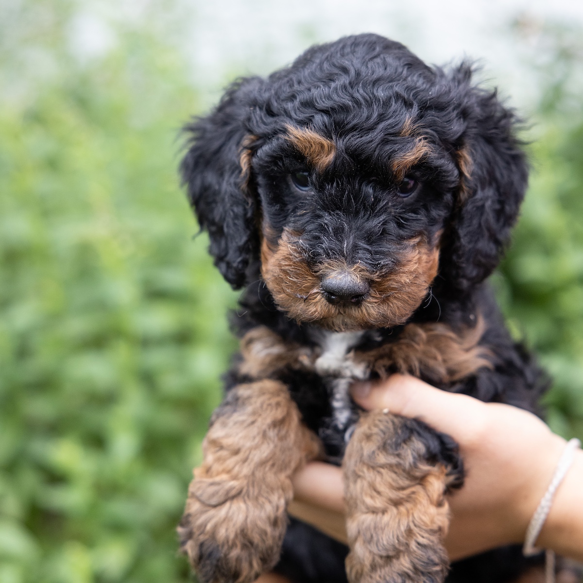 mini bernedoodle puppy for sale near lancaster pa vet checked