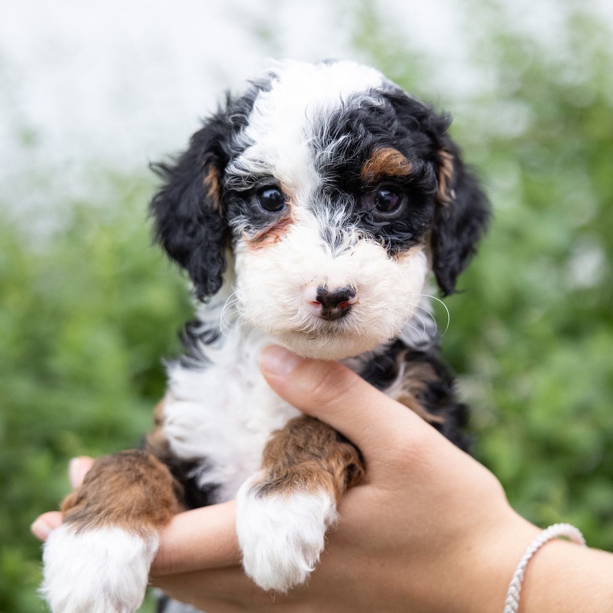 mini bernedoodle puppy for sale near me