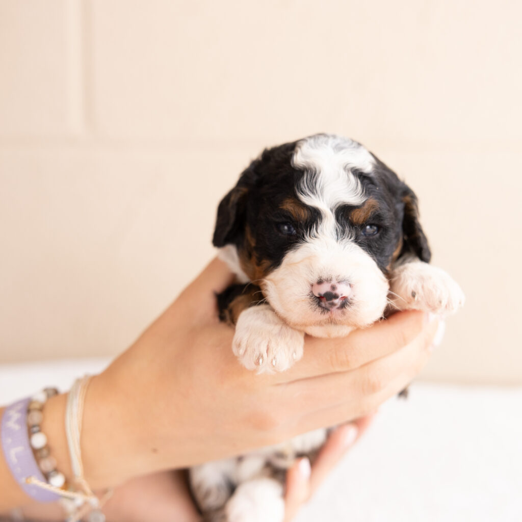 reputable bernedoodle breeder near NY