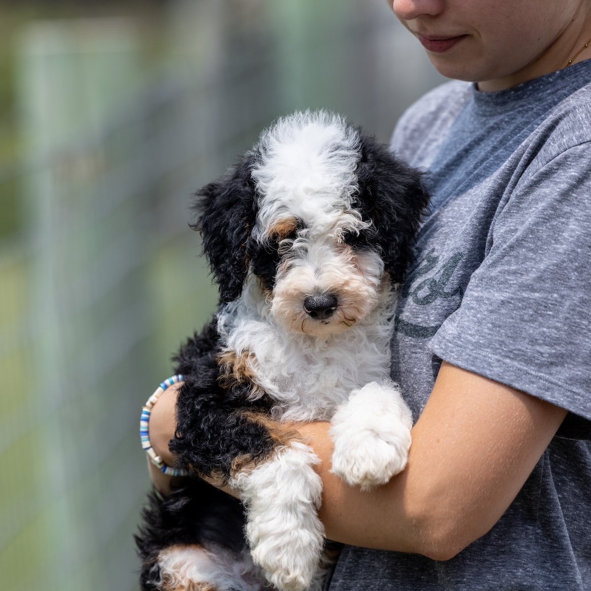 tricolor Mini Bernedoodle puppy for sale near me ny