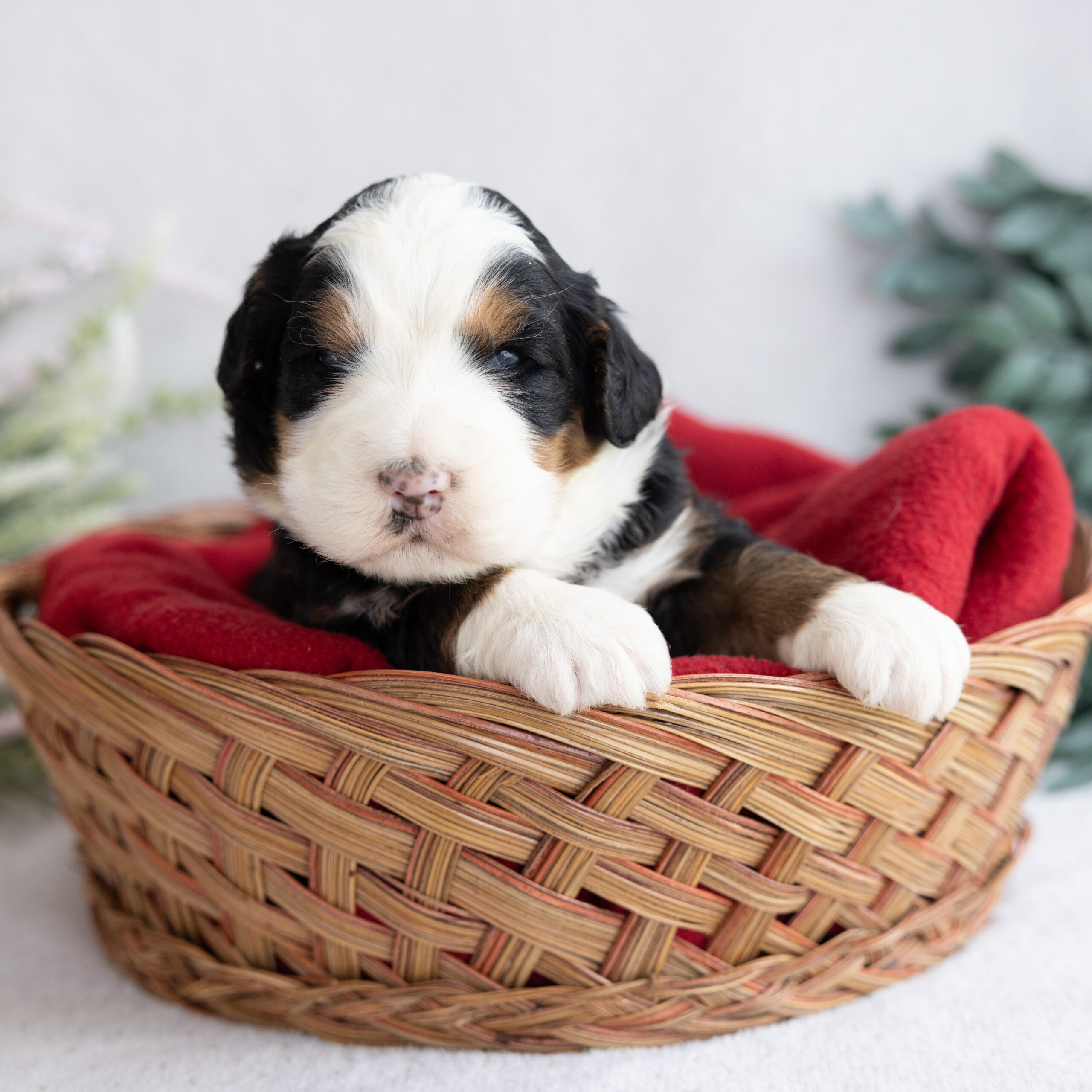 tricolor Standard Bernedoodle puppy