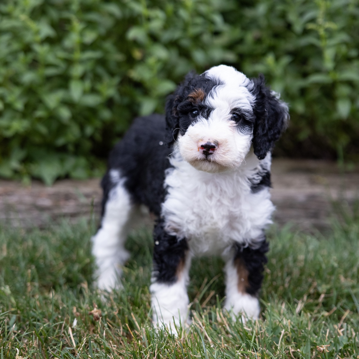 tricolor f1b mini bernedoodle puppy near me lancaster