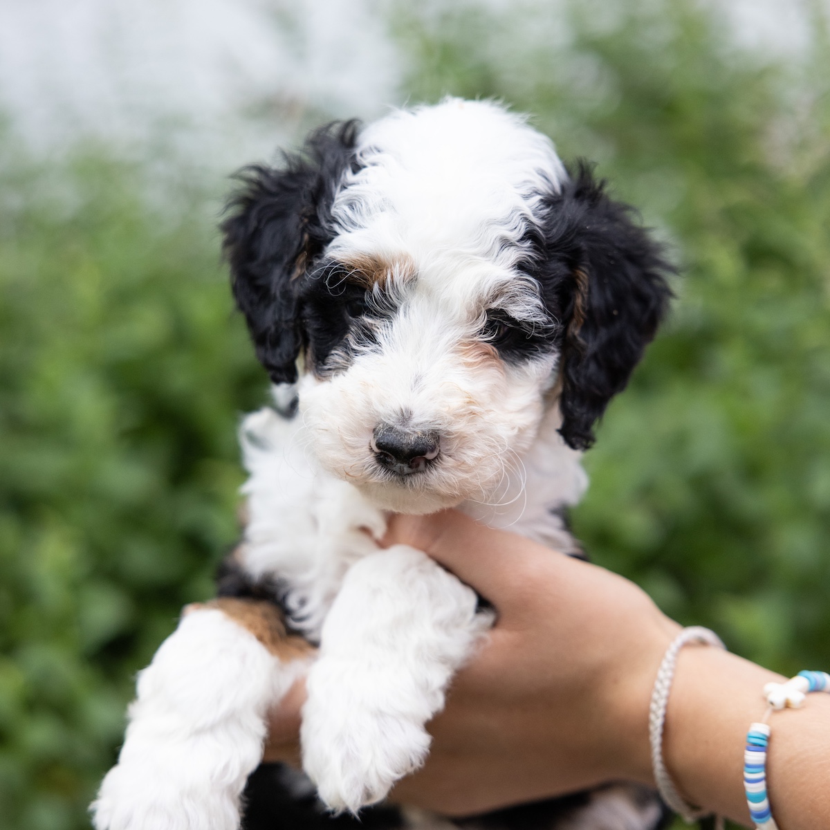 tricolor mini bernedoodle puppy near me pa