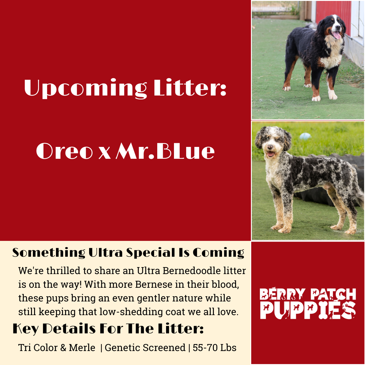 Ultra Bernedoodle Litter