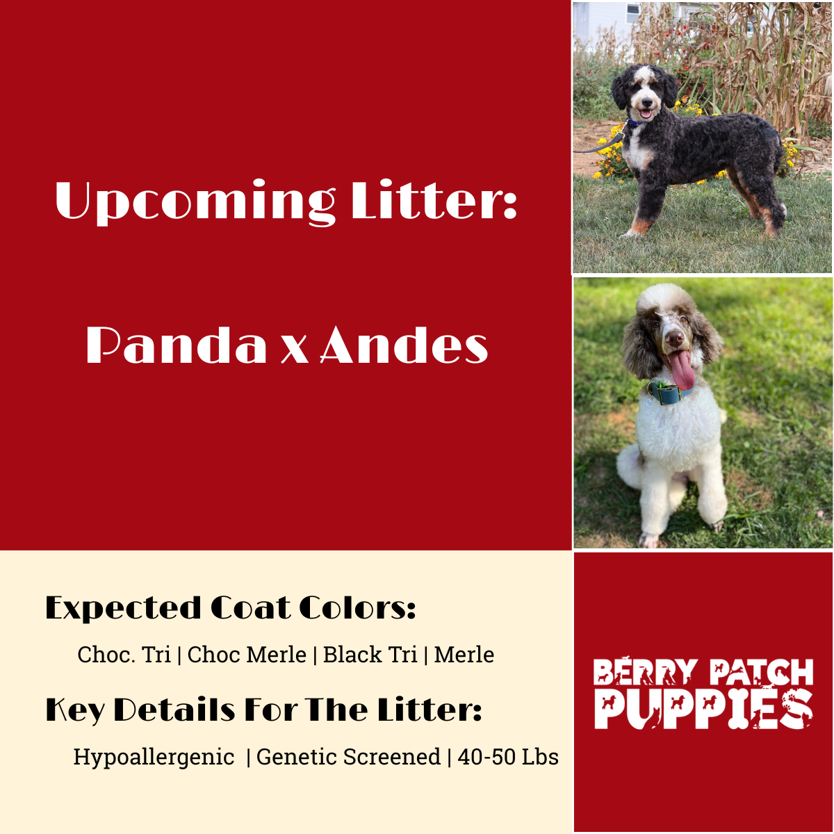 Upcoming Litter Berry Patch Puppies