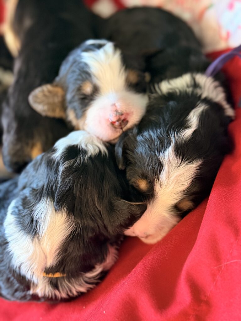 young berendoodles
