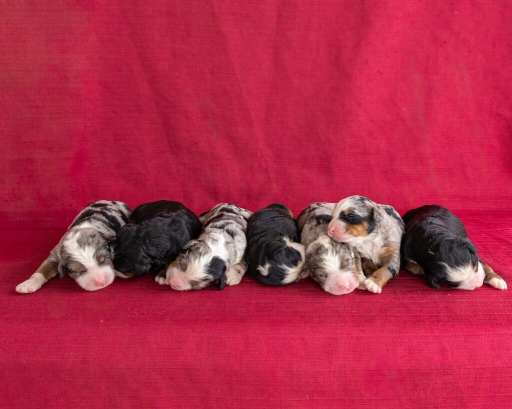 Ultra bernedoodle puppies for sale pa