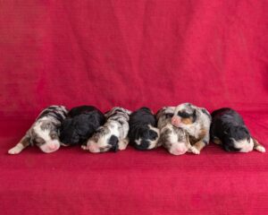 Oreo's Litter