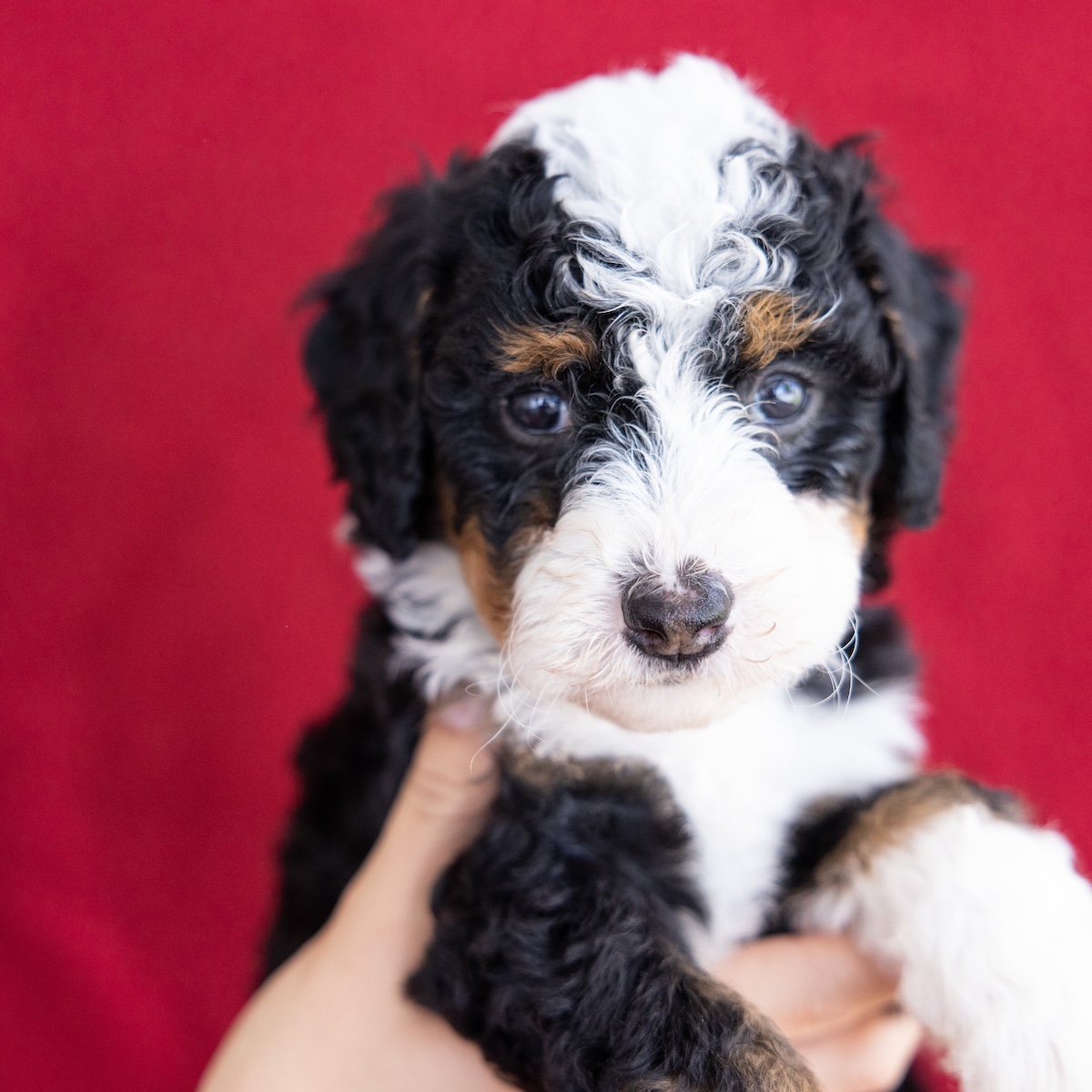 micro bernedoodle for sale