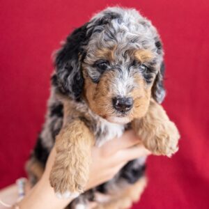 Heihei
