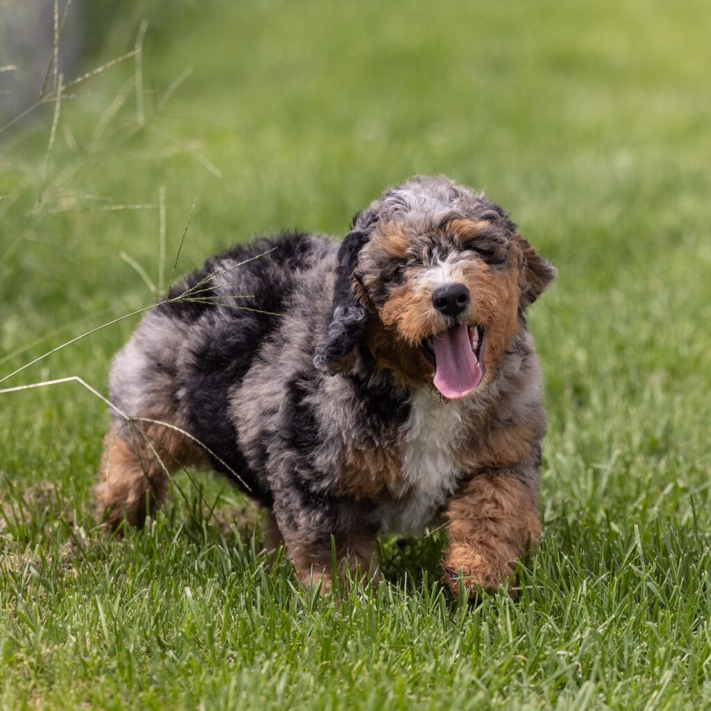 mini bernedoodle puppies pa for sale
