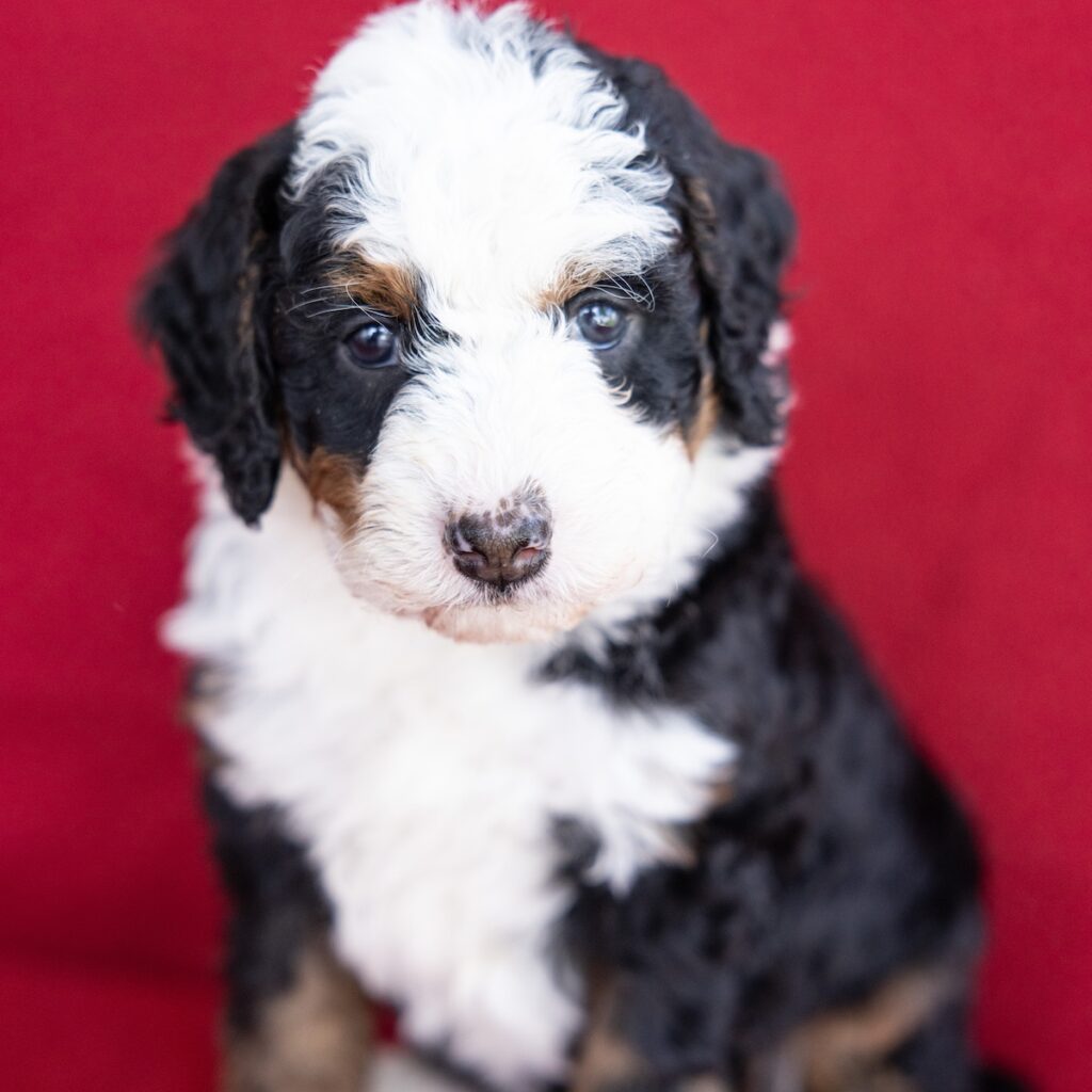 miniature berne doodle for sale
