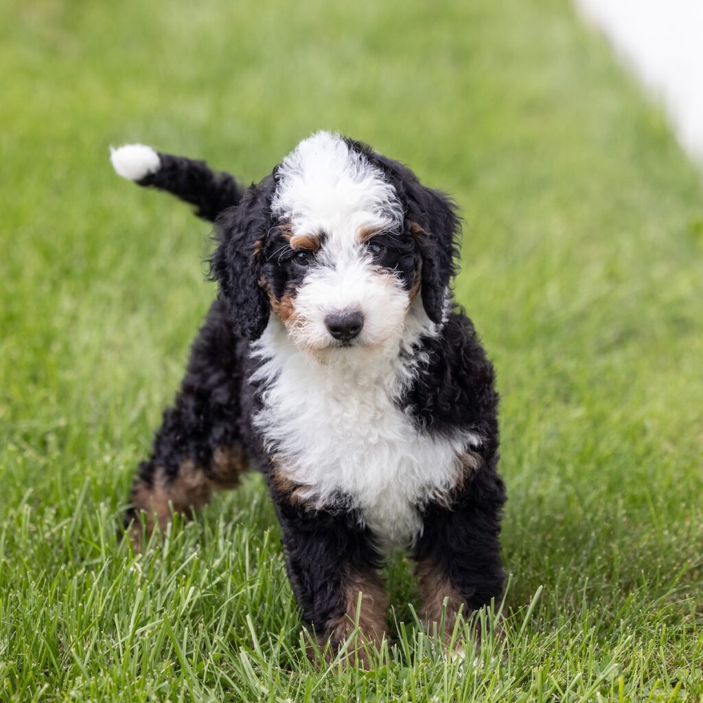 miniature berne doodle for sale near