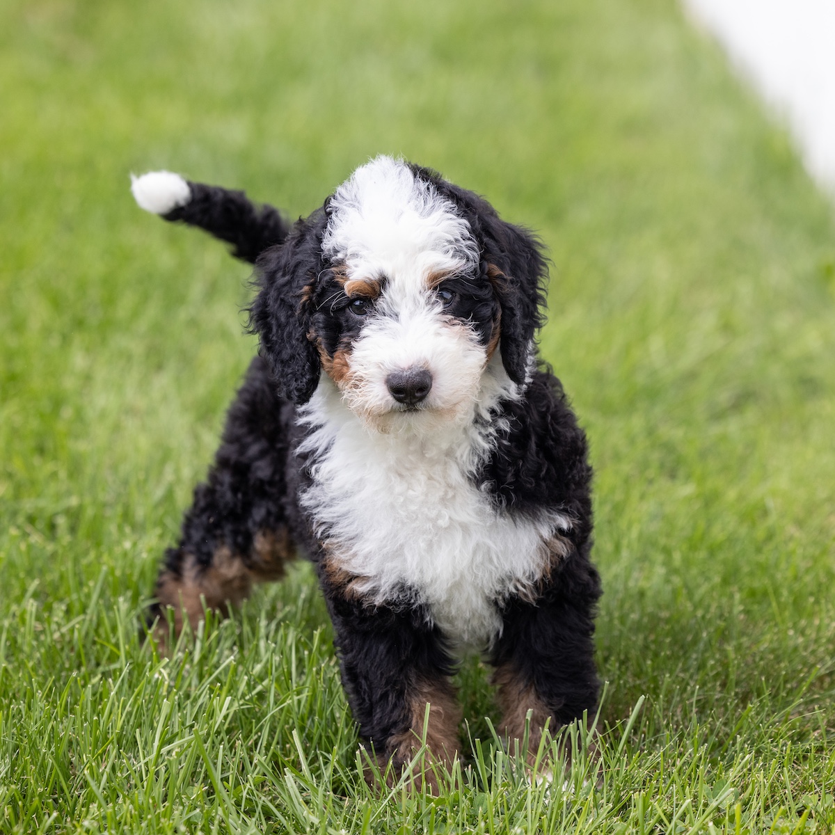 miniature berne doodle for sale near