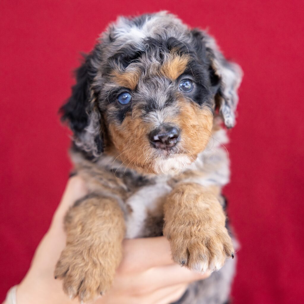 miniature bernedoodle puppies