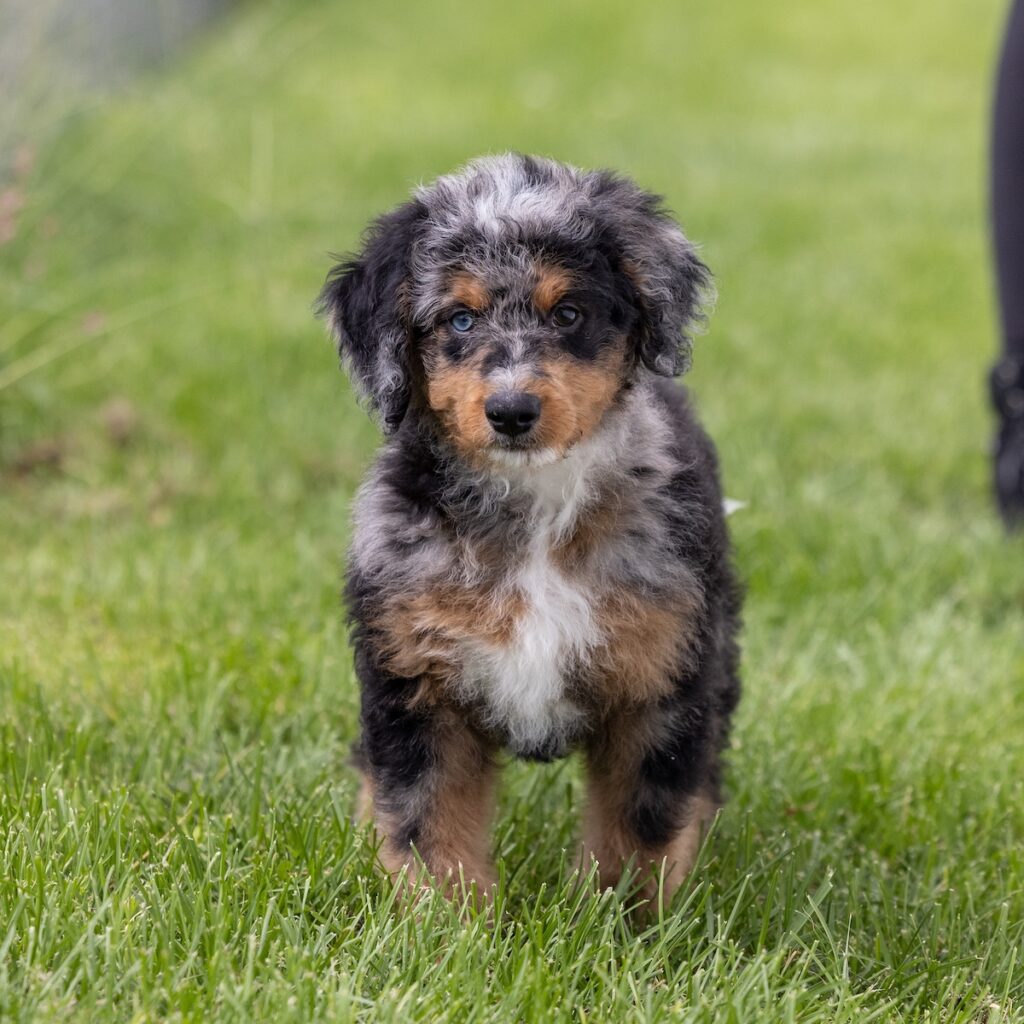 miniature bernedoodle puppies for sale near me