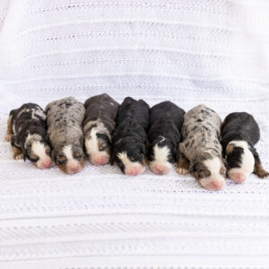 Oakley's Litter