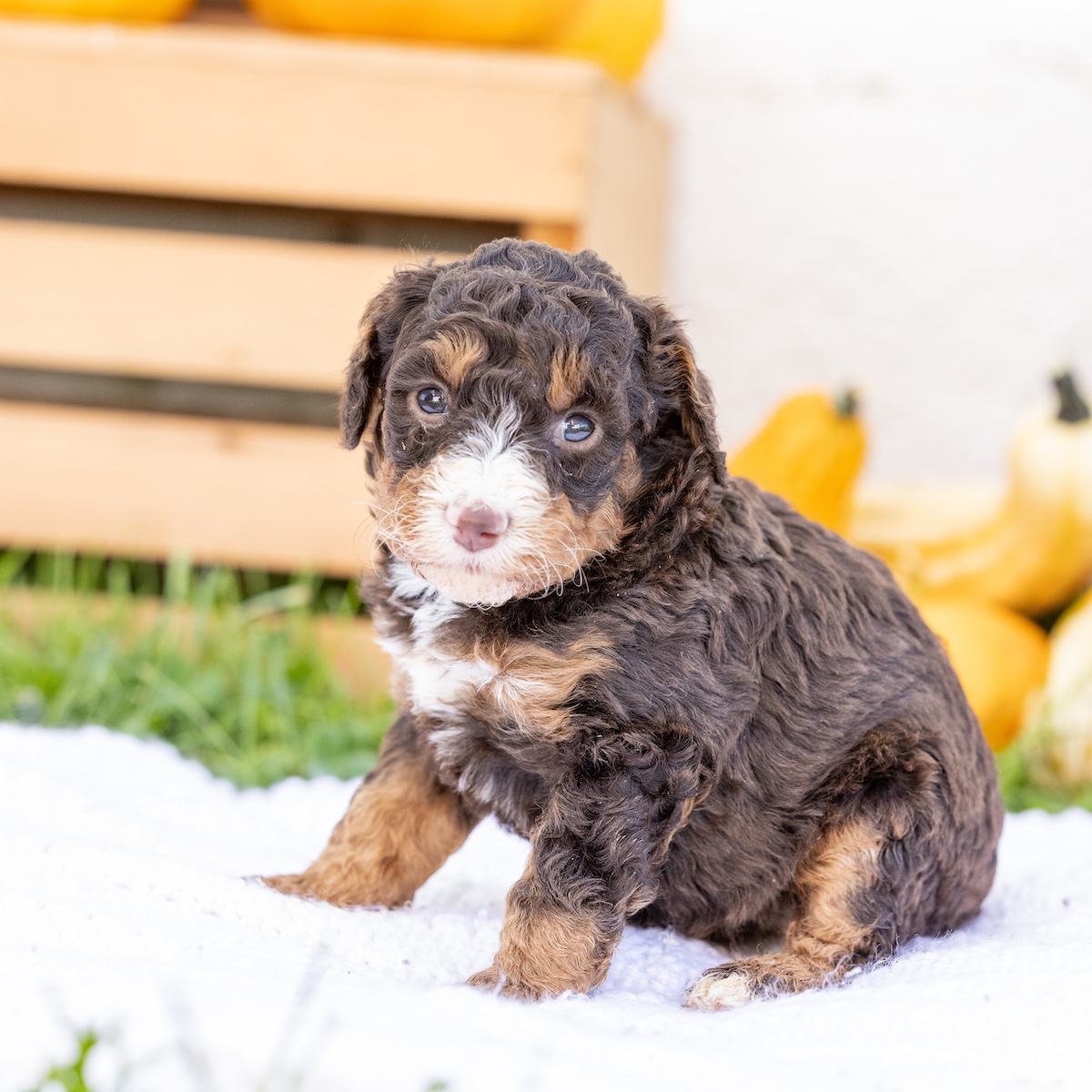 bernedoodle chocolate puppies