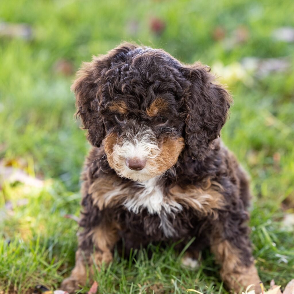 bernedoodle chocolate puppies