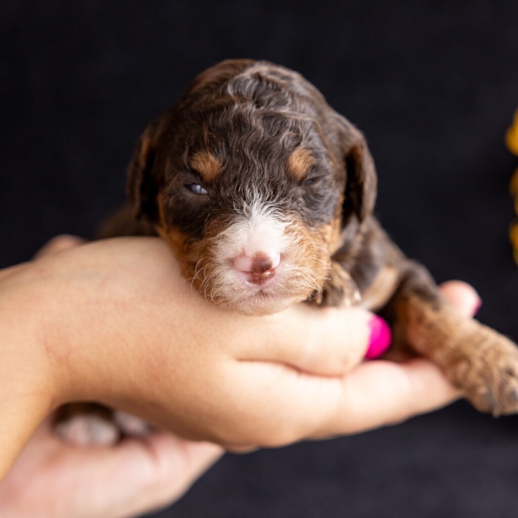 bernedoodle chocolate puppies for sale pa