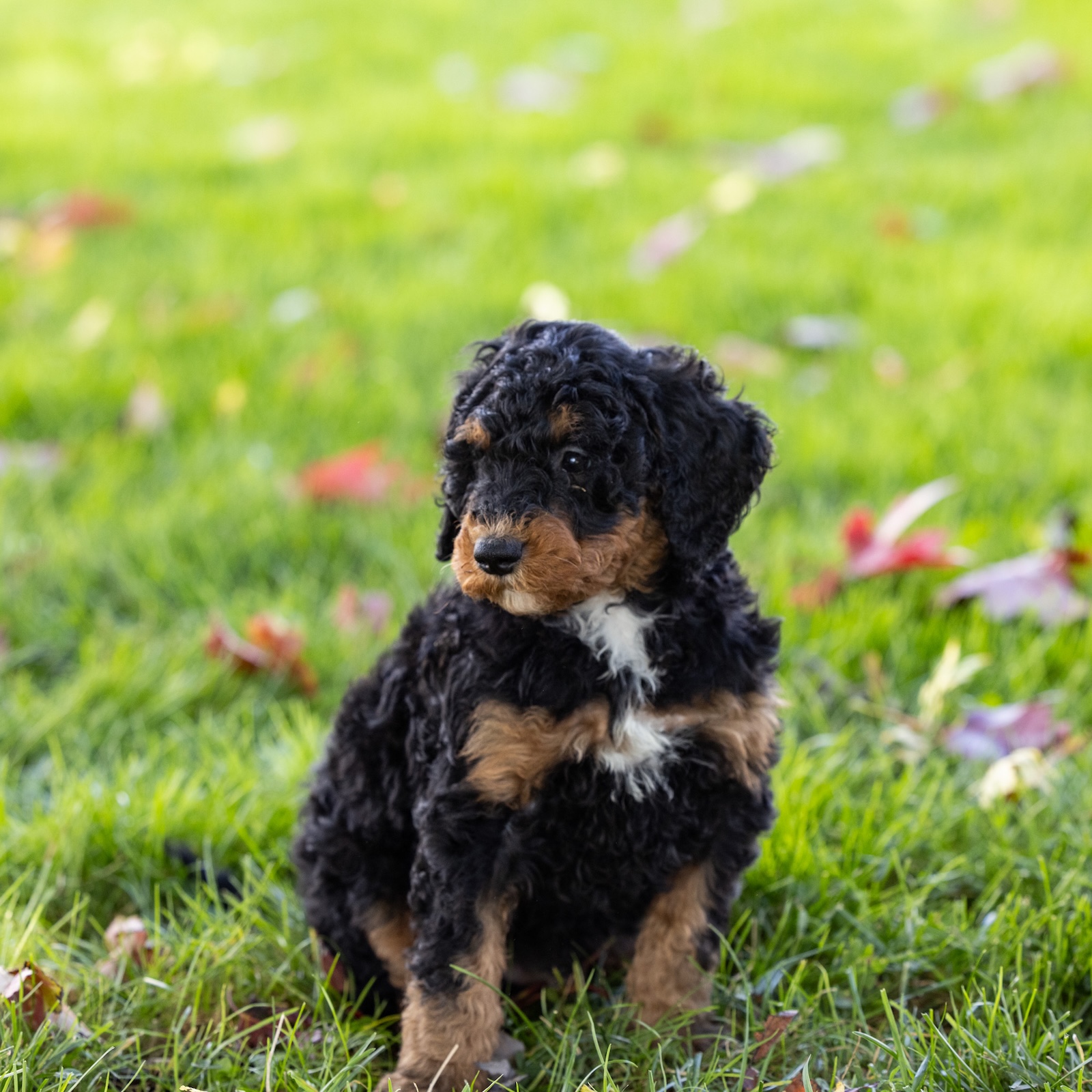 black phantom bernedoodle
