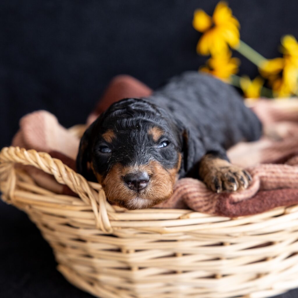 black phantom bernedoodle for sale ny