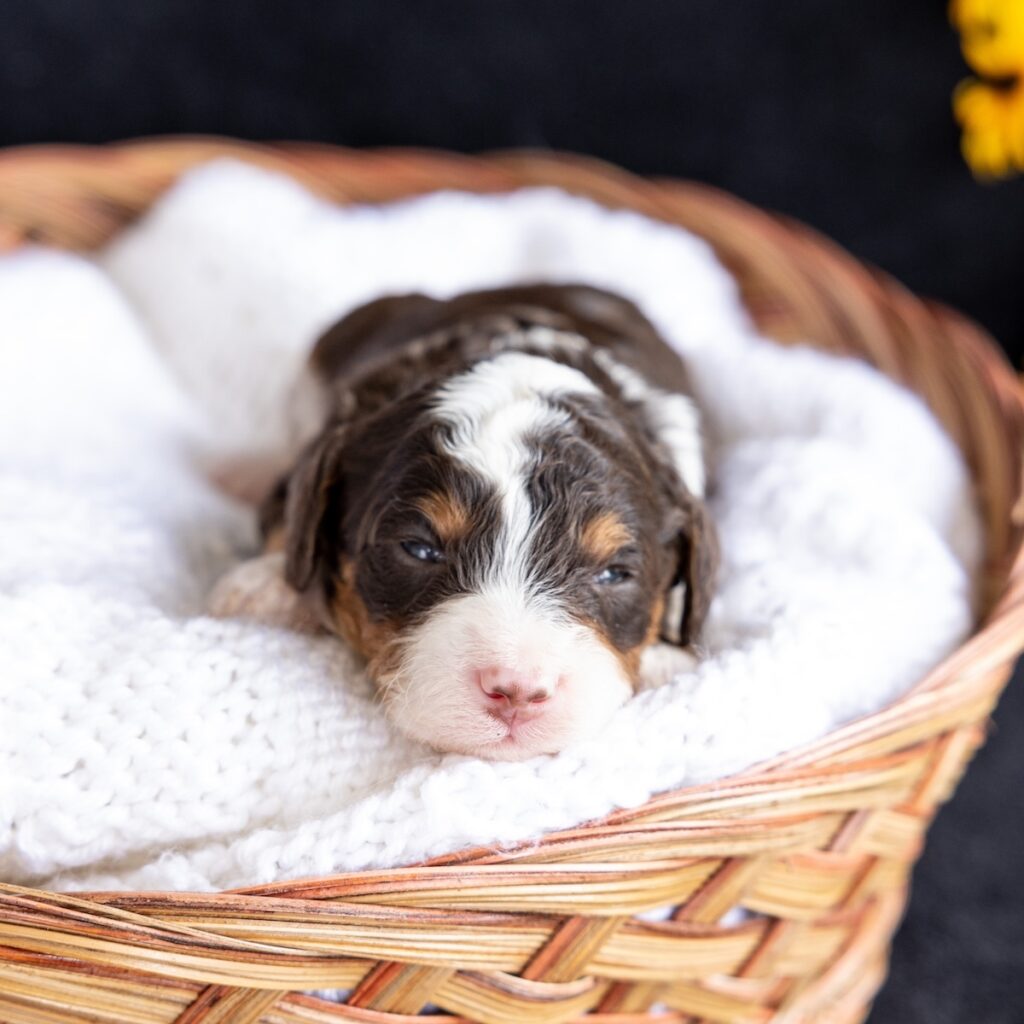 chocolate bernedoodle