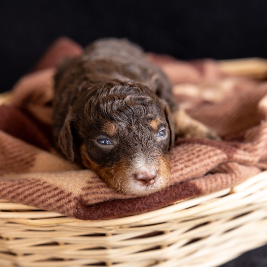 chocolate phantom bernedoodle for sale near dc