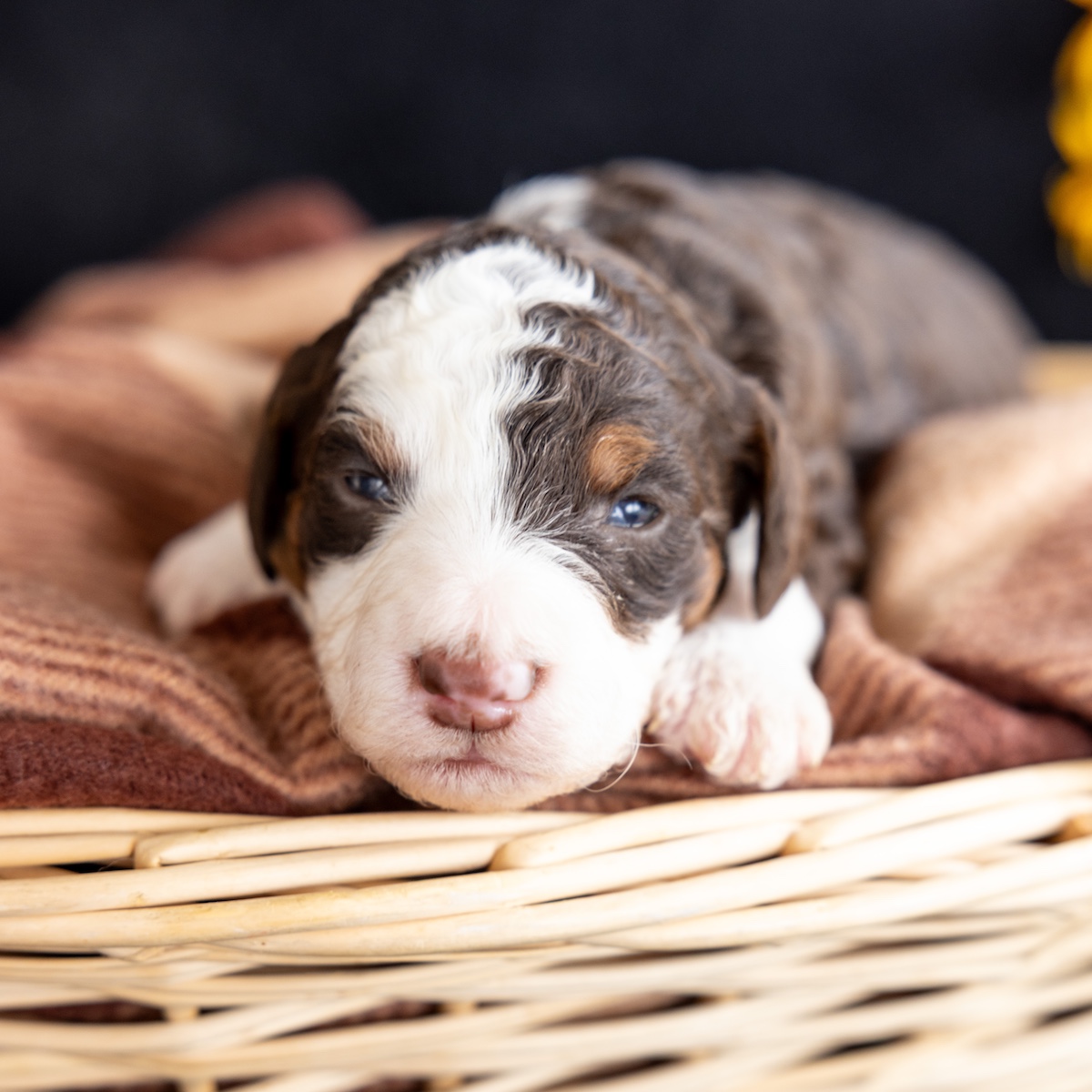 chocolate tricolor bernedoodle for sale vet checked