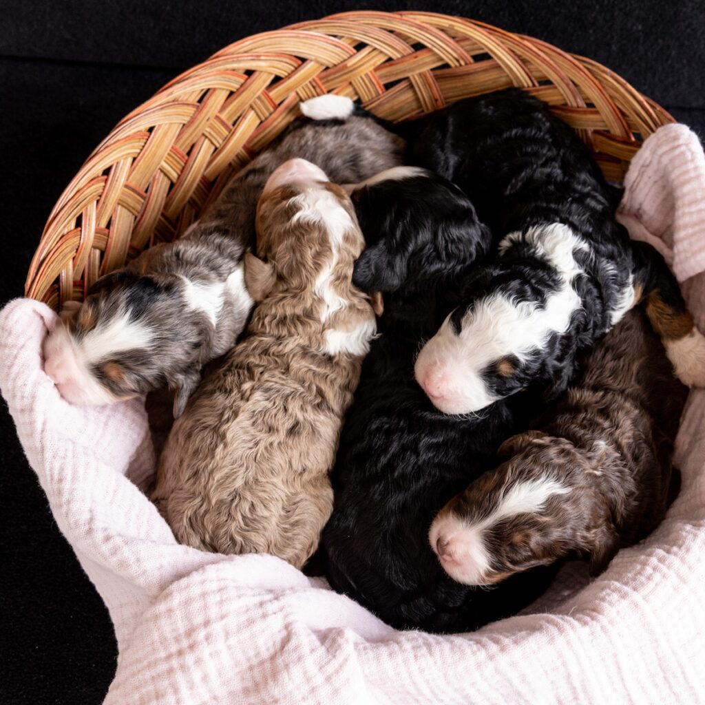 female medium size bernedoodles