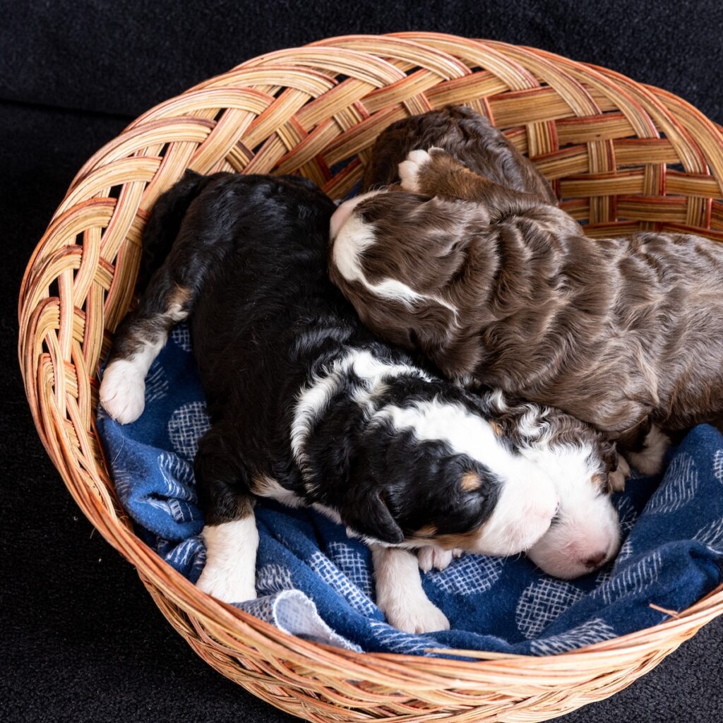 male curly bernedoodles