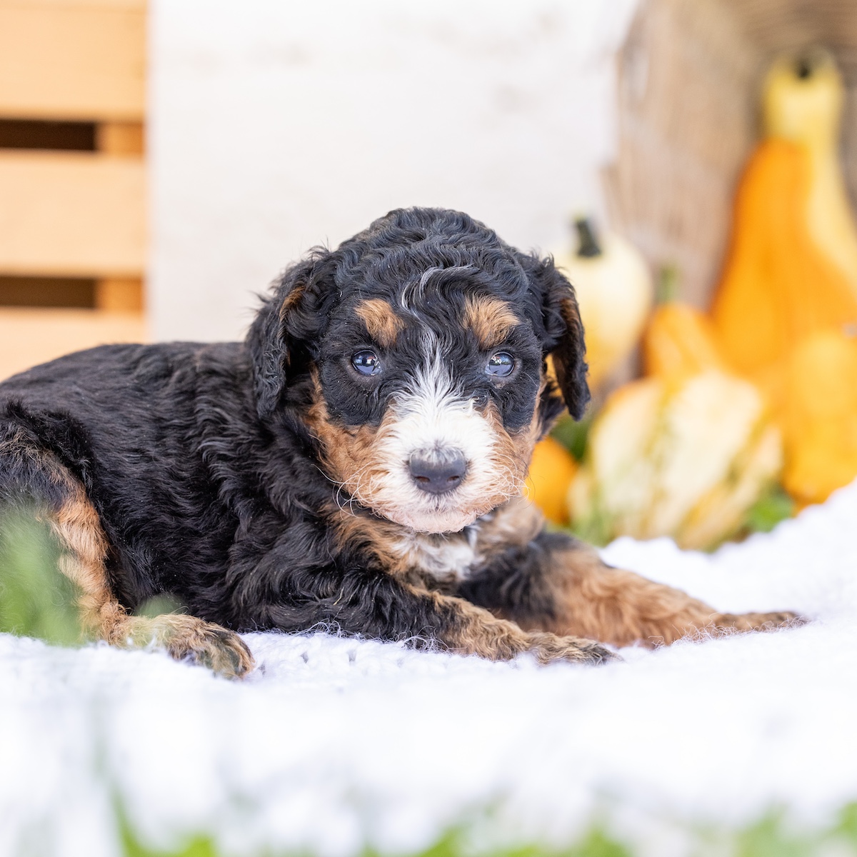 phantom bernedoodle for sale