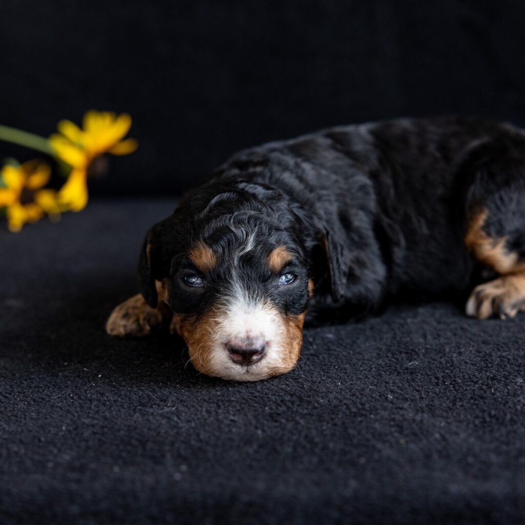 phantom bernedoodle puppy