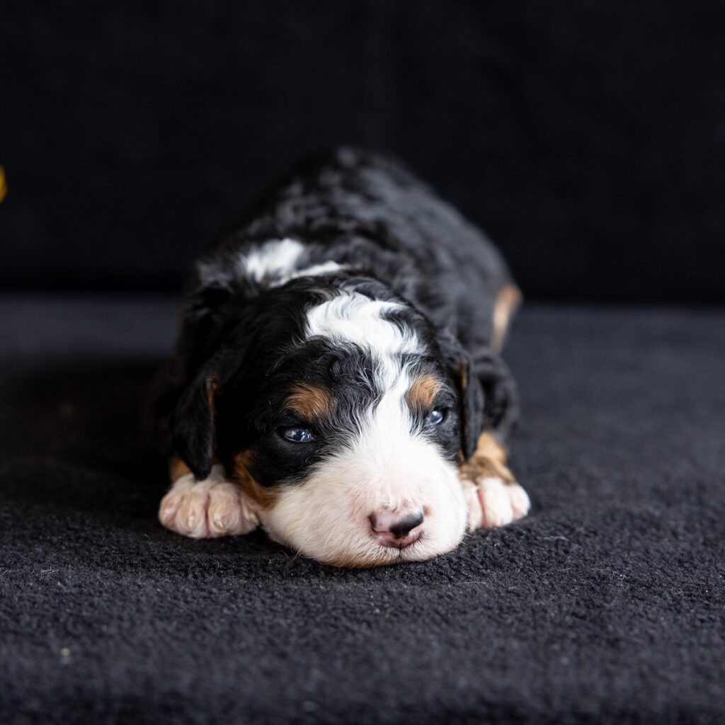 tri color mini bernedoodle puppy