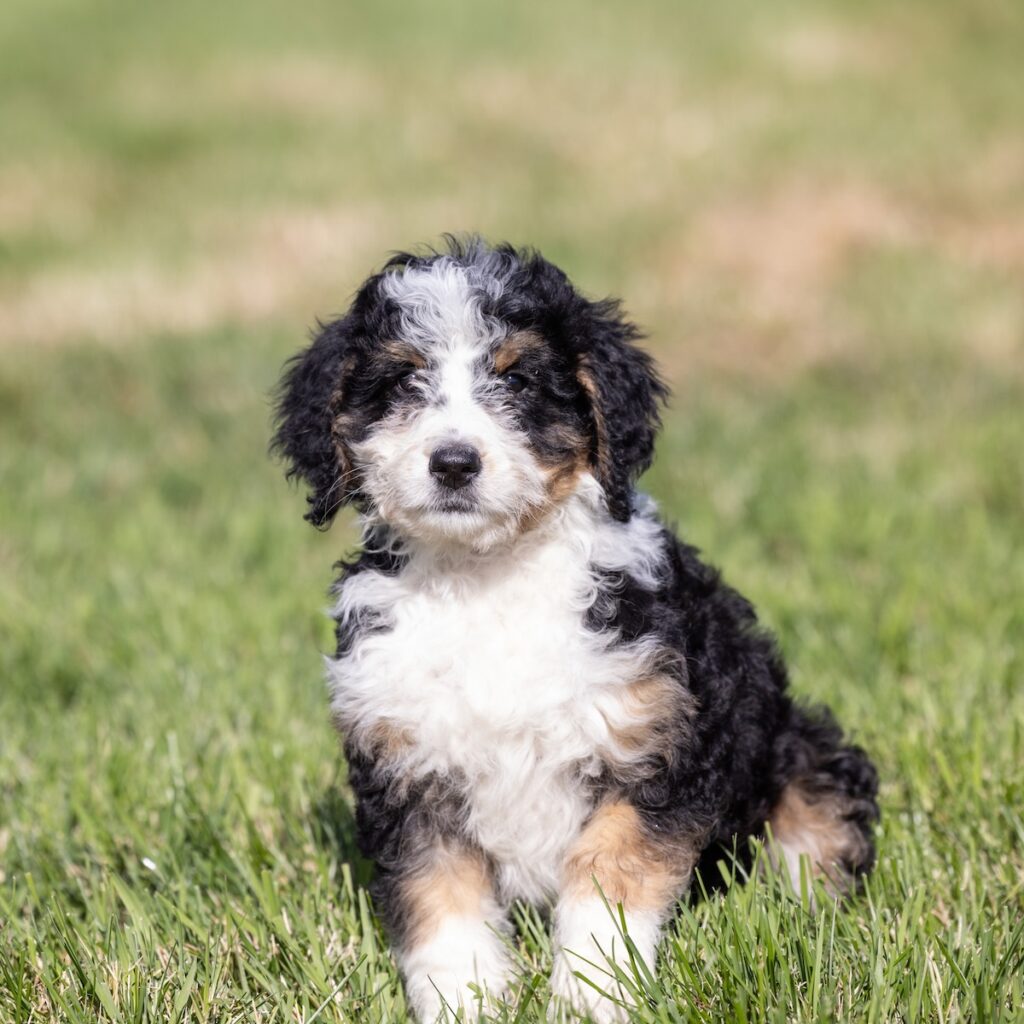 bernedoodle f1 standard puppy
