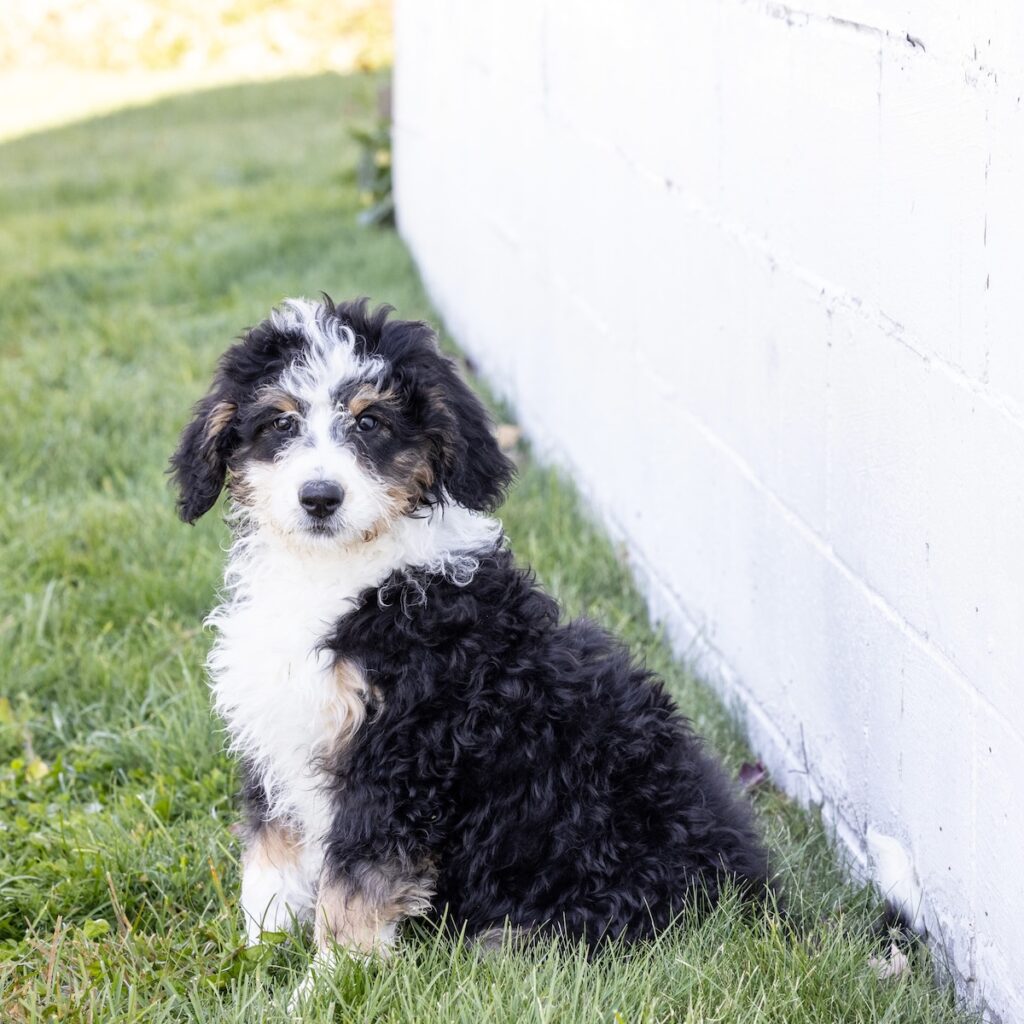 bernedoodle f1 standard puppy