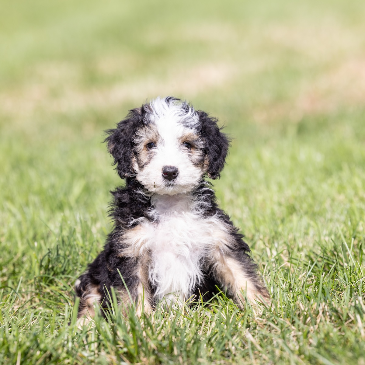 bernedoodle standard puppies for sale near ny