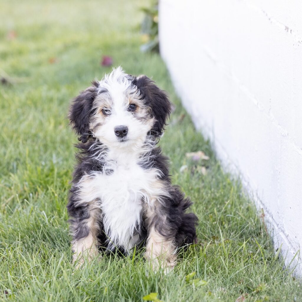 bernedoodle standard puppies for sale near nyc