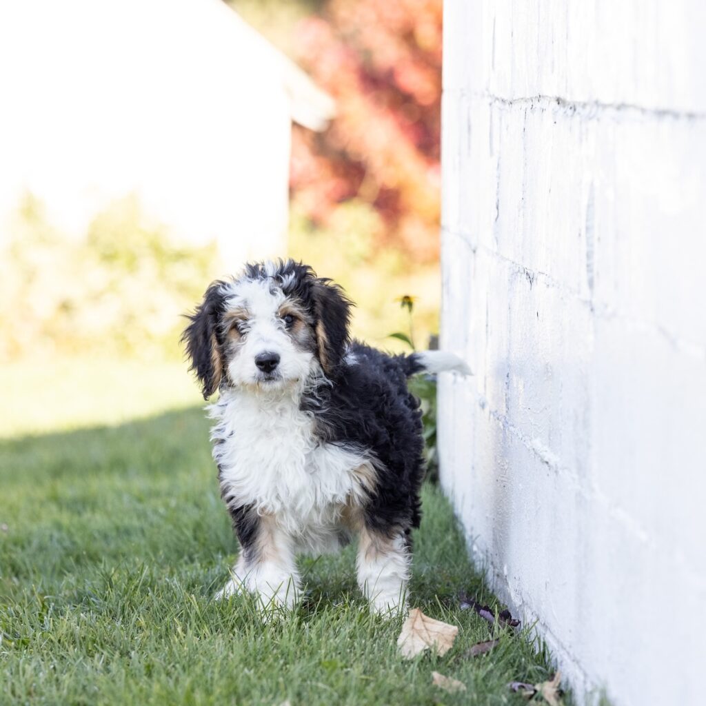 f1 standard bernedoodle puppies for sale