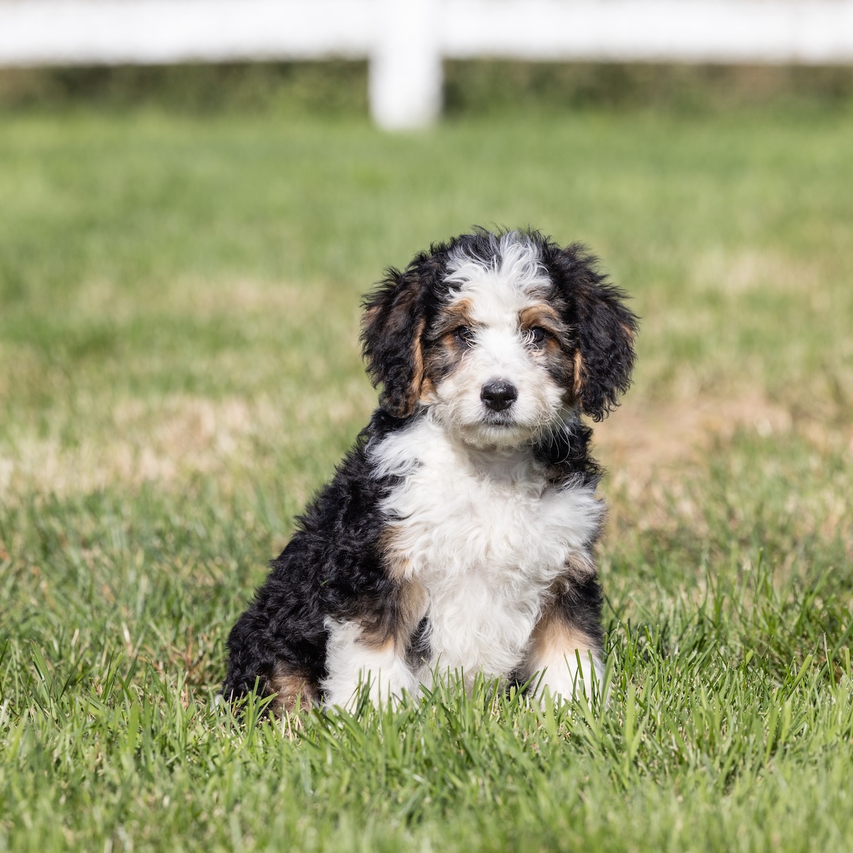 f1 standard bernedoodle puppies for sale near dc